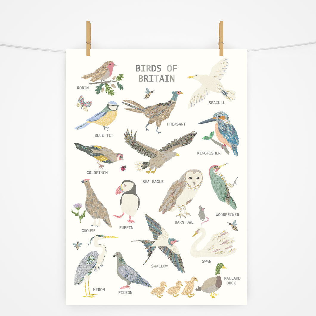 Birds of Britain | Fact Sheet